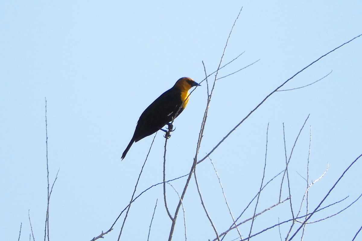 Yellow-headed Blackbird - ML95691461