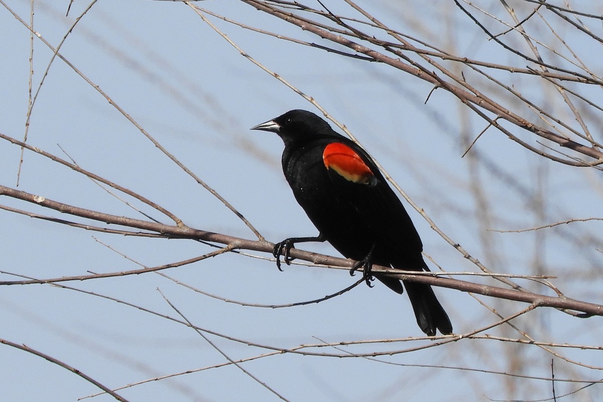 Red-winged Blackbird - ML95691721