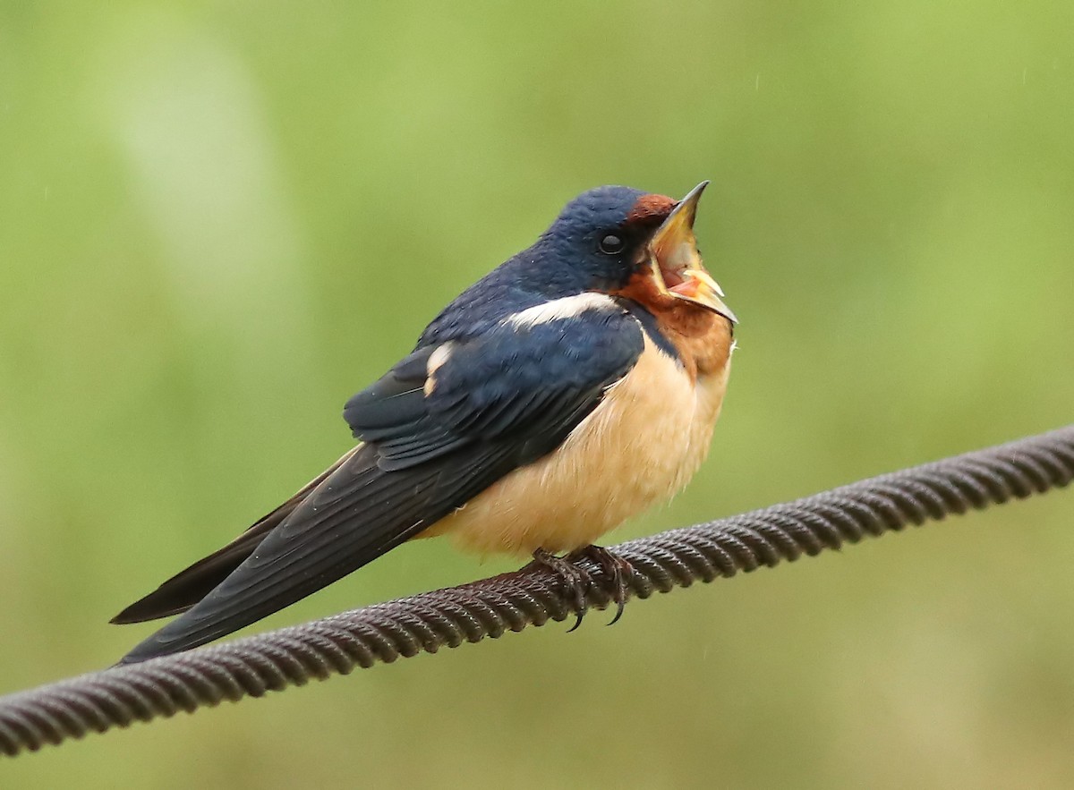Barn Swallow - Ann Mallard