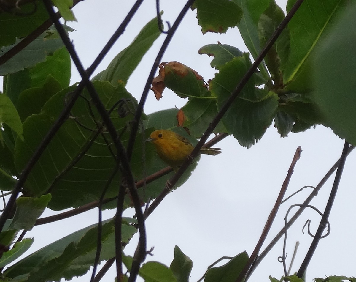 Yellow Warbler - Monte Neate-Clegg