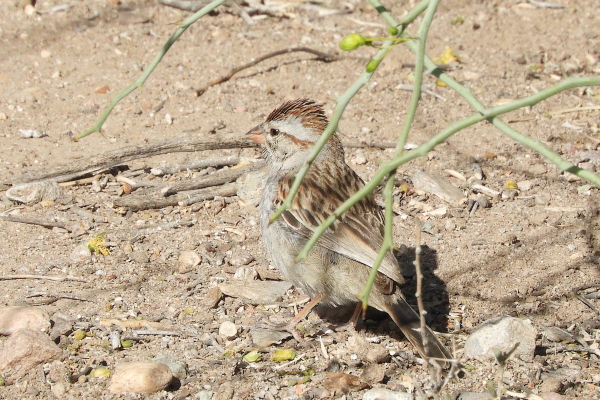Rufous-winged Sparrow - ML95693071