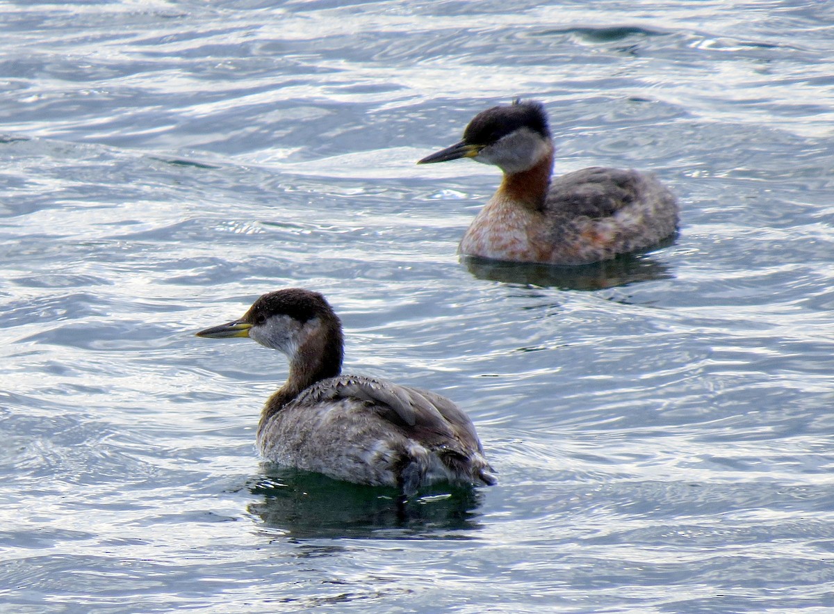 Red-necked Grebe - ML95694921