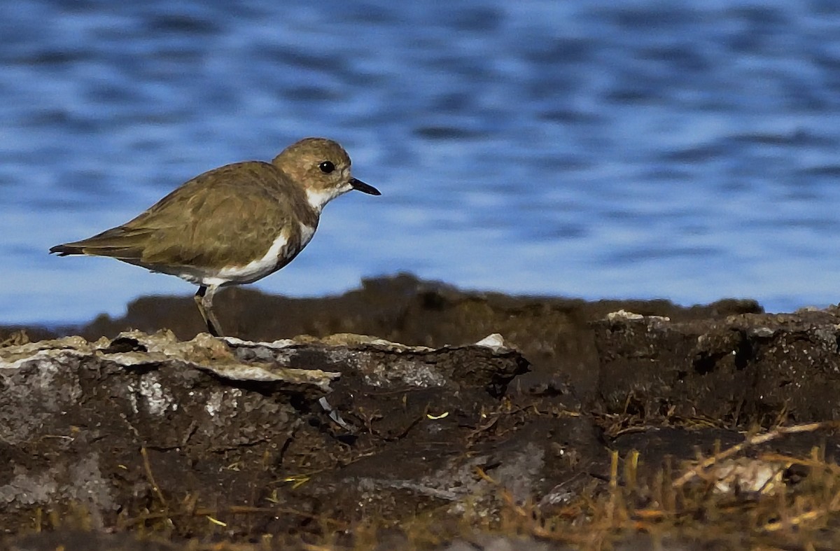 Two-banded Plover - ML95695561