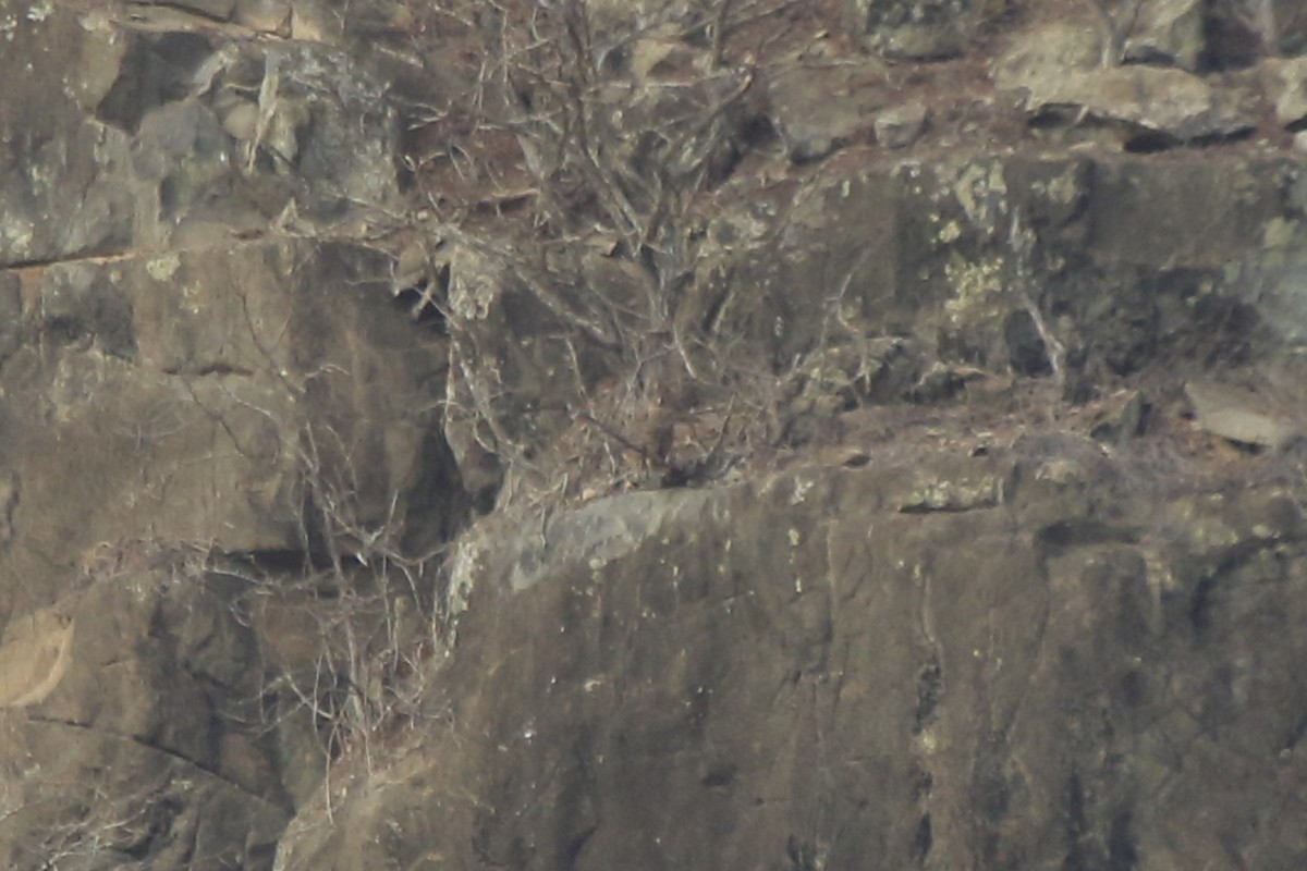káně lesní (ssp. bannermani) - ML95697881