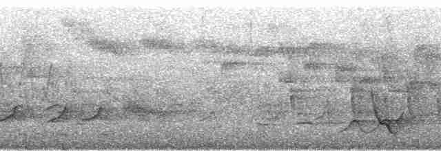 Kara Başlı Vanga (eduardi) - ML95698