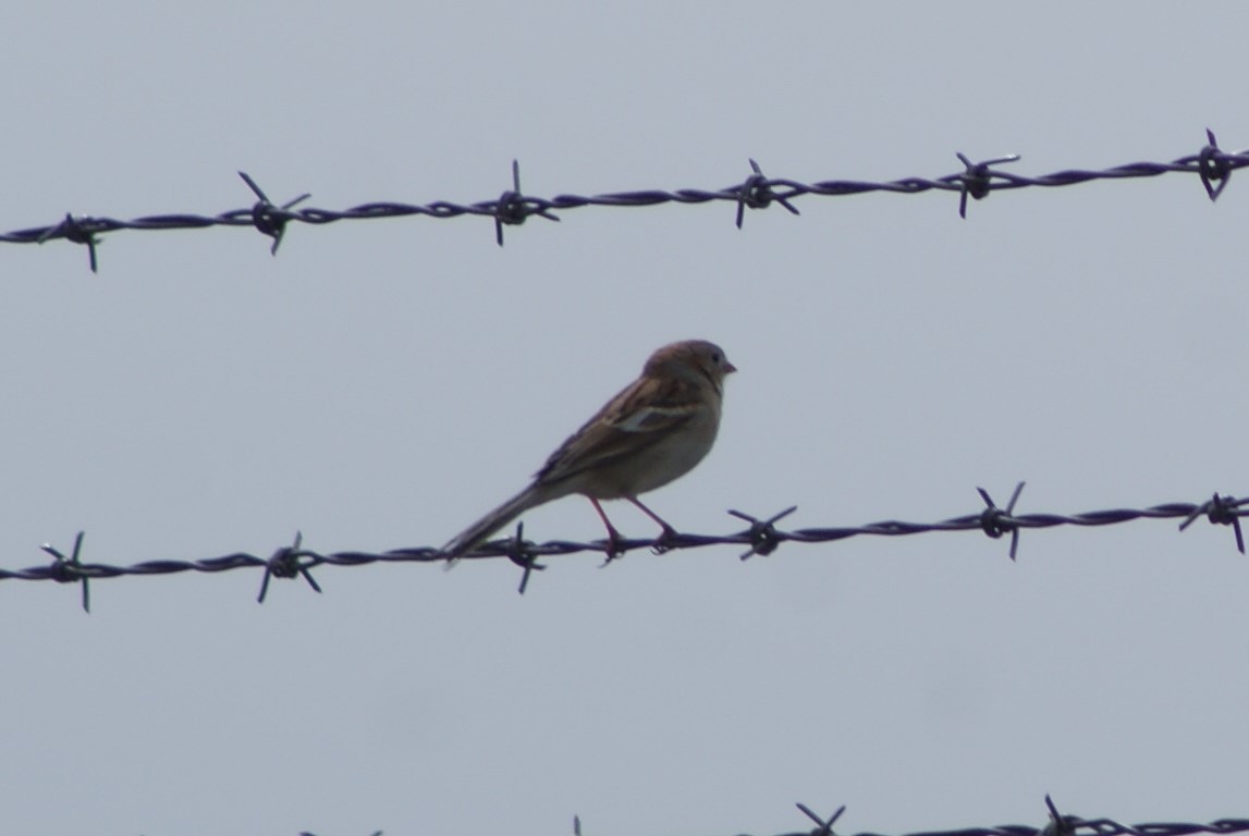 Field Sparrow - Ethan Kibbey