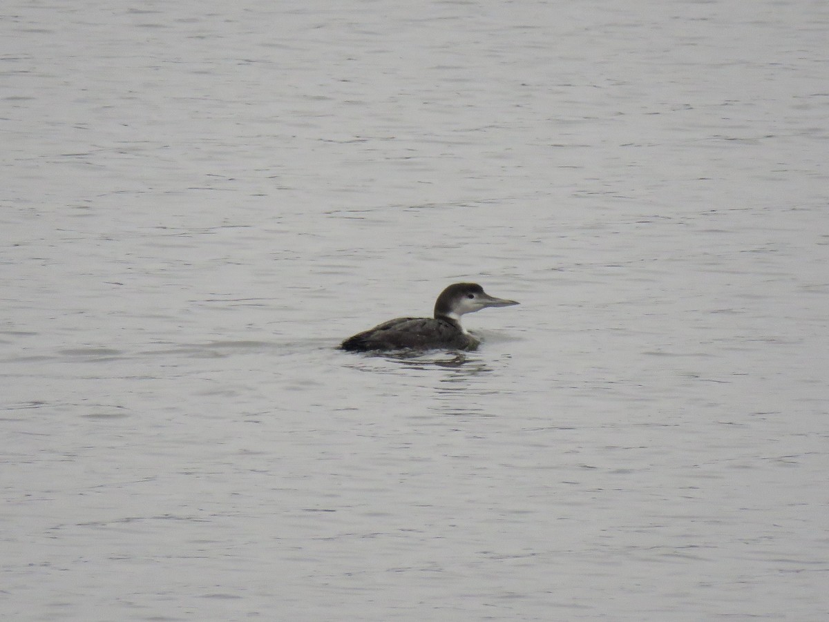 Common Loon - Ruth Stearns