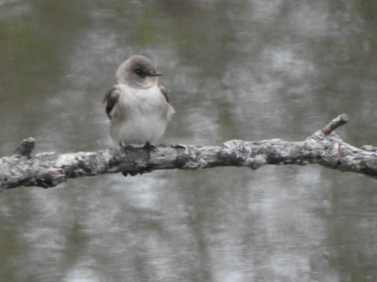 Northern Rough-winged Swallow - Alan Green