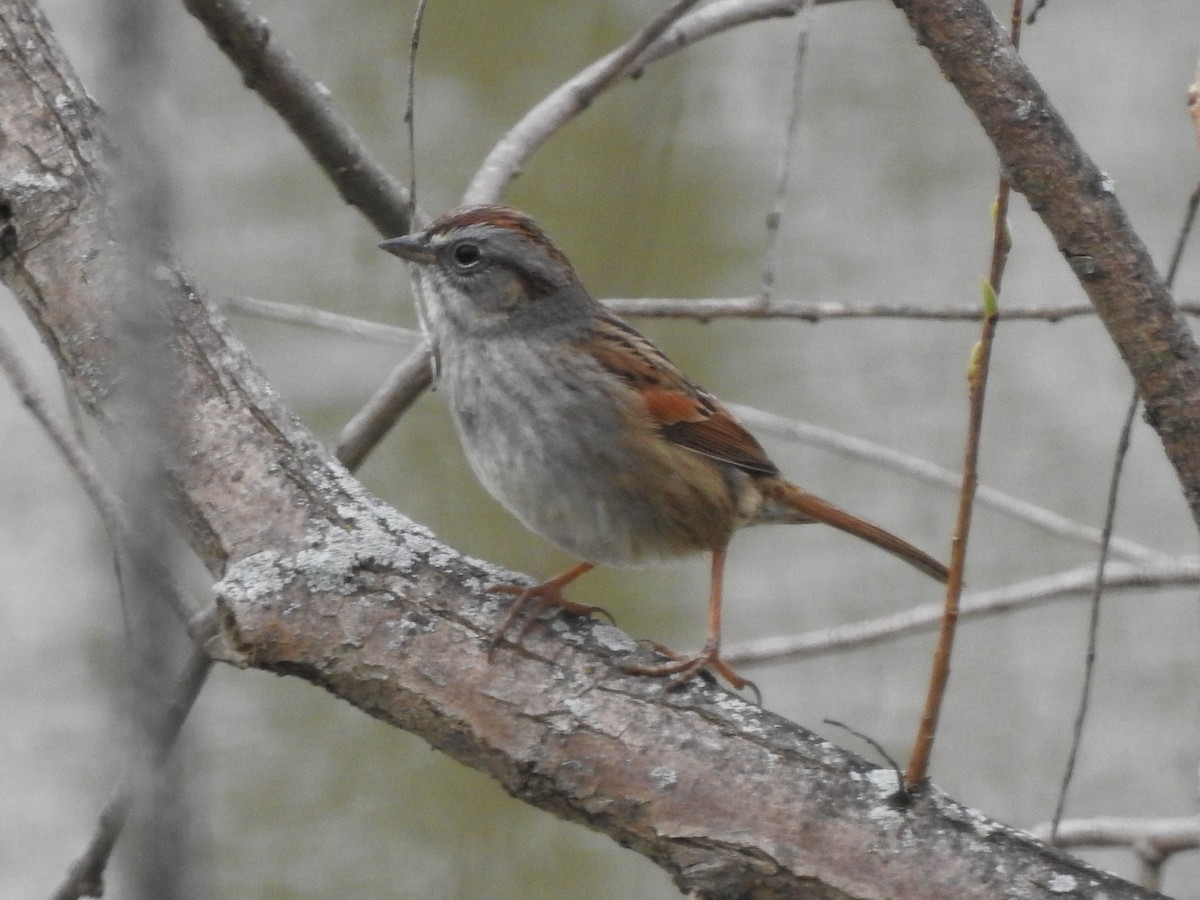 Swamp Sparrow - Alan Green