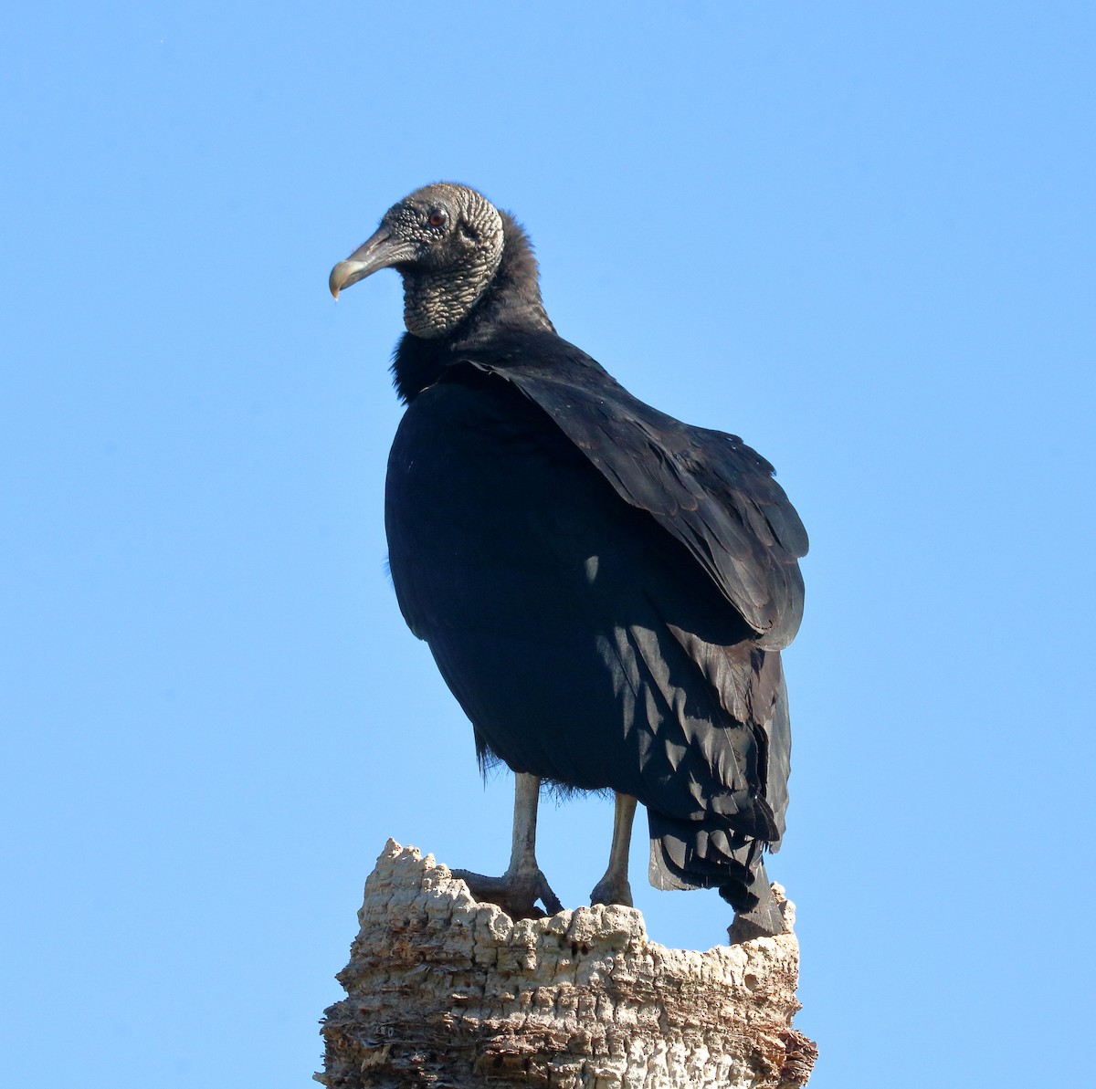 Black Vulture - Kyle Wells