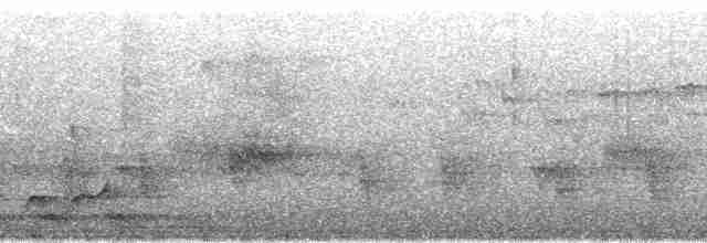 smalnebbvanga (eduardi) - ML95704
