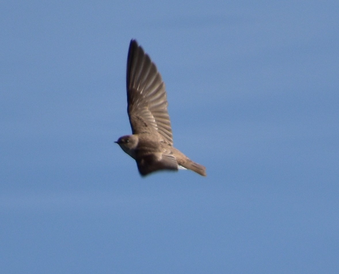 Northern Rough-winged Swallow - ML95704371