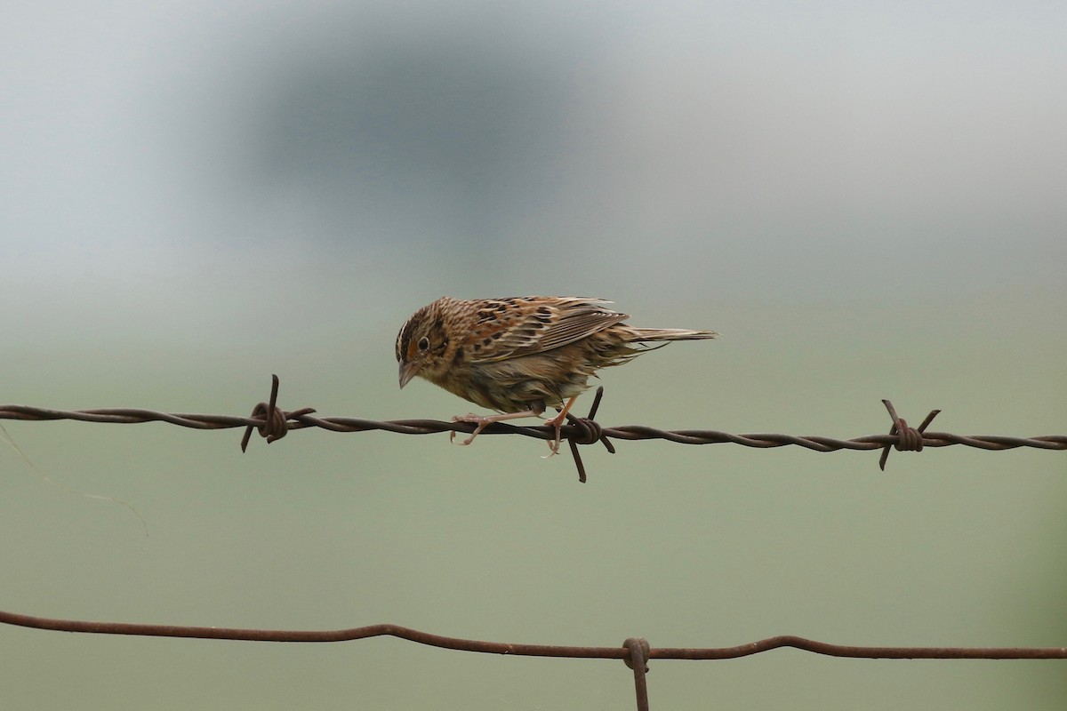 Grasshopper Sparrow - ML95704651