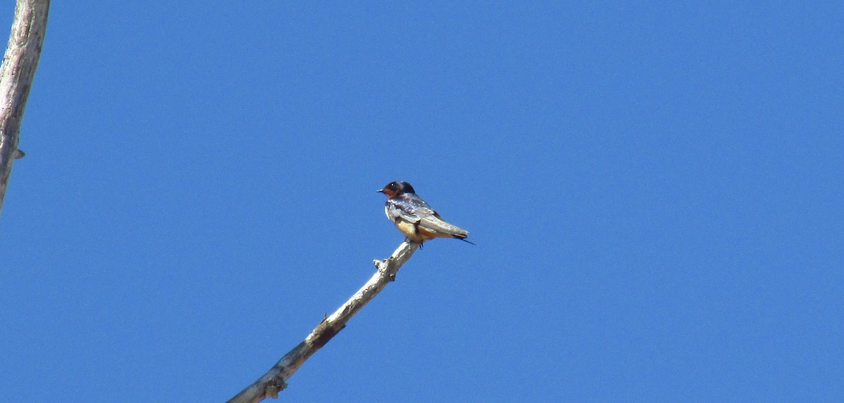 Barn Swallow - CLI Birding