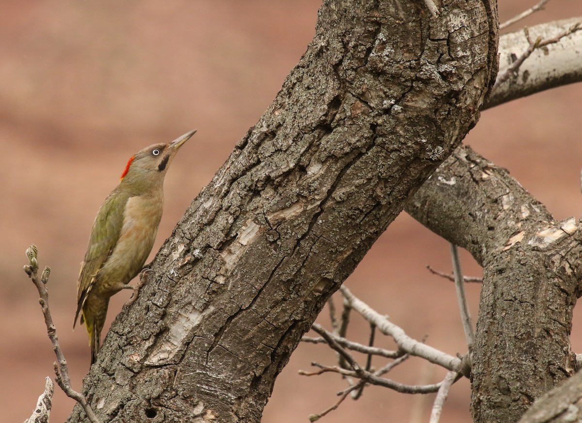 Levaillant's Woodpecker - Raymond VanBuskirk