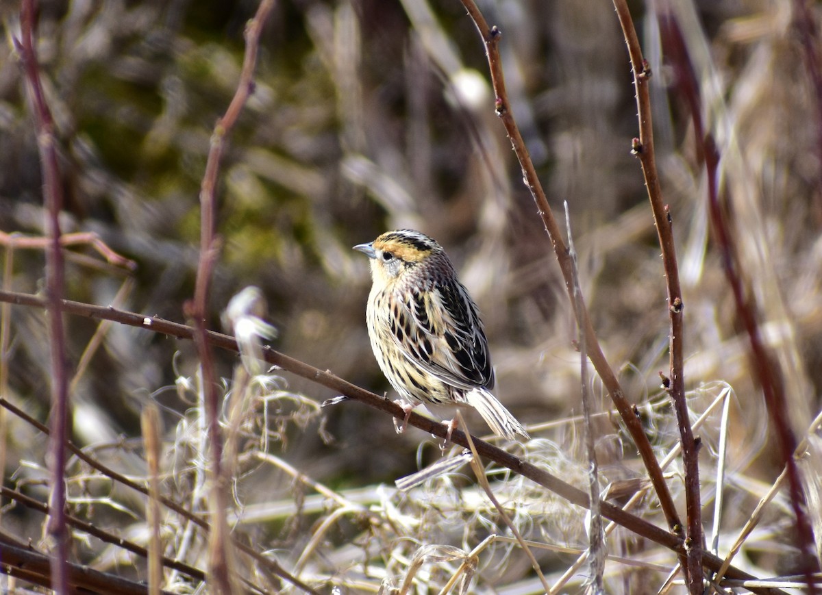 LeConte's Sparrow - Norwood Frederick
