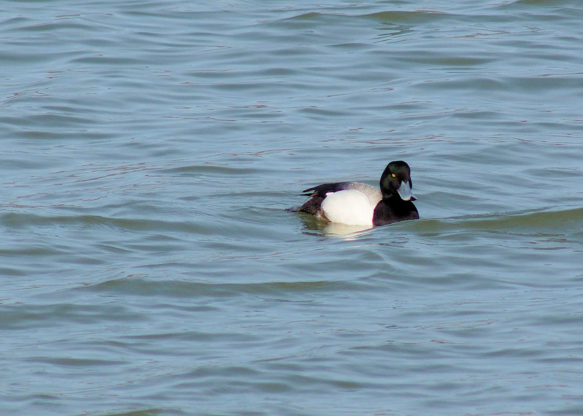 Greater Scaup - ML95708061