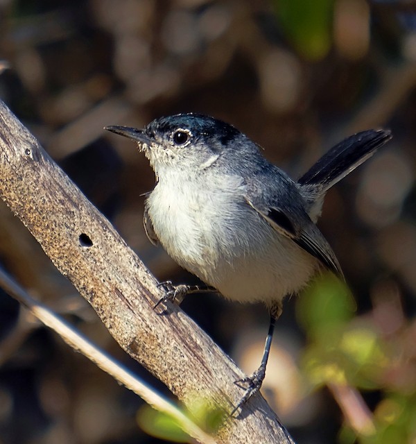 California Gnatcatcher - eBird