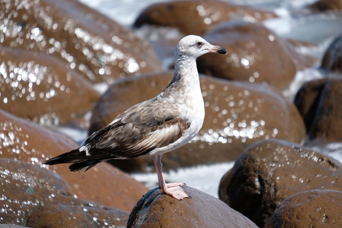 Yellow-footed Gull - Carl Thomson