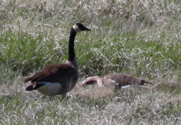 Greater White-fronted Goose (Western) - ML95714661