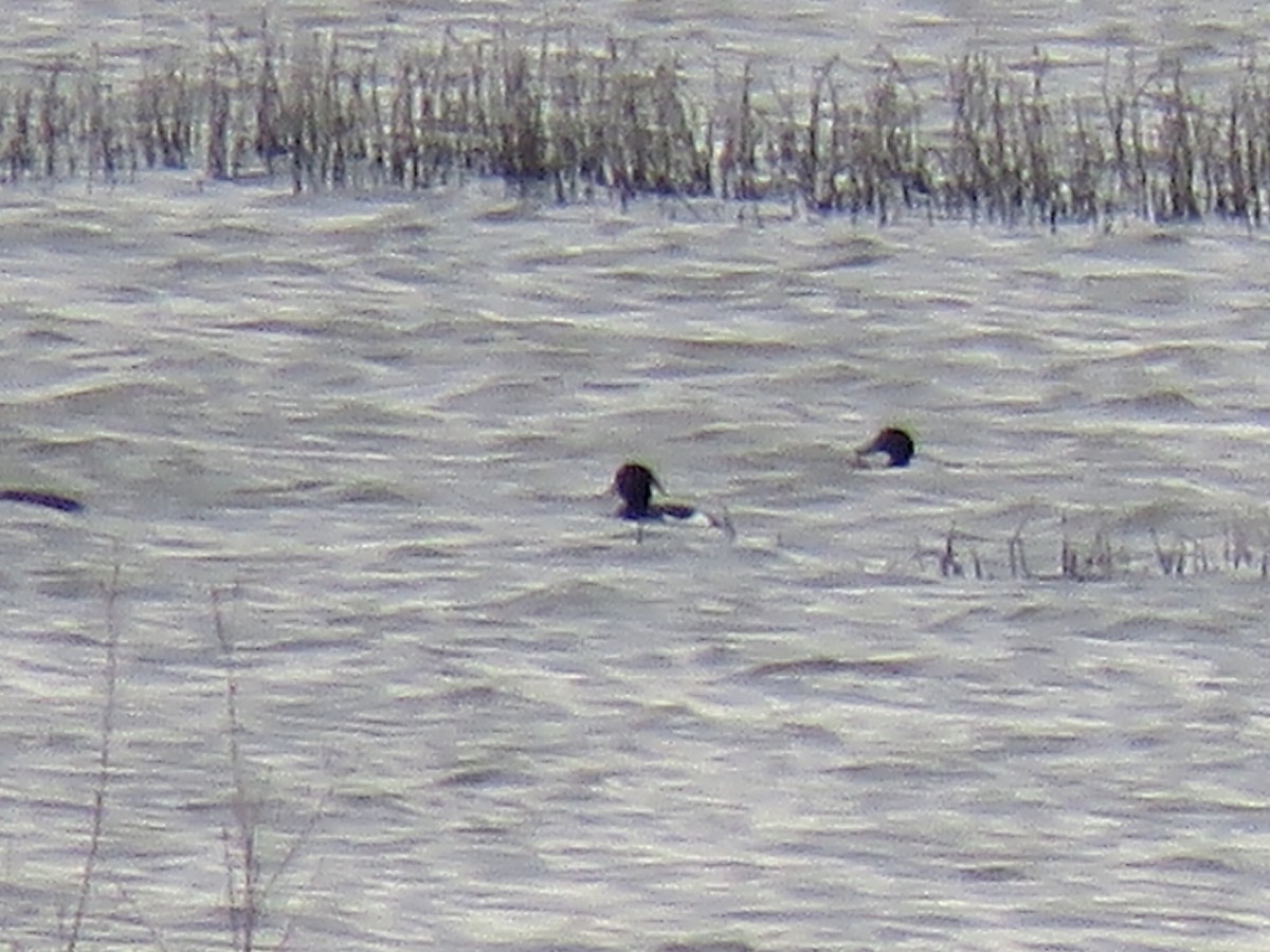 Tufted Duck - ML95715481