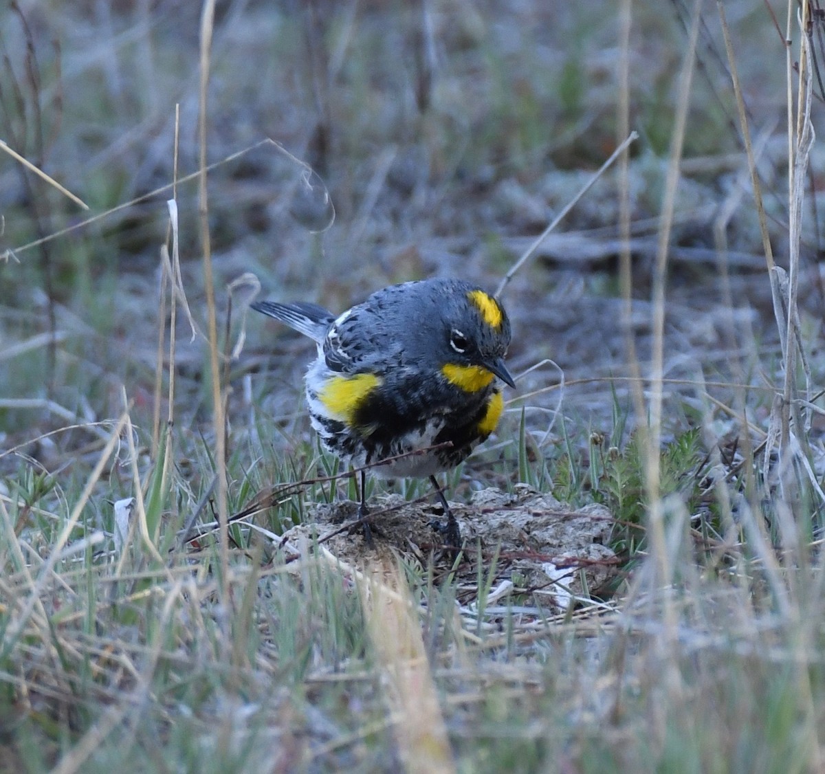 Yellow-rumped Warbler (Audubon's) - CK Staurovsky