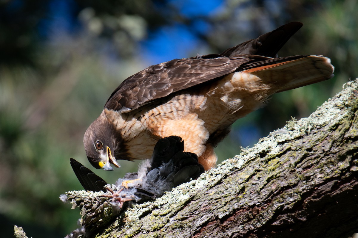 Red-tailed Hawk - Mark Schulist