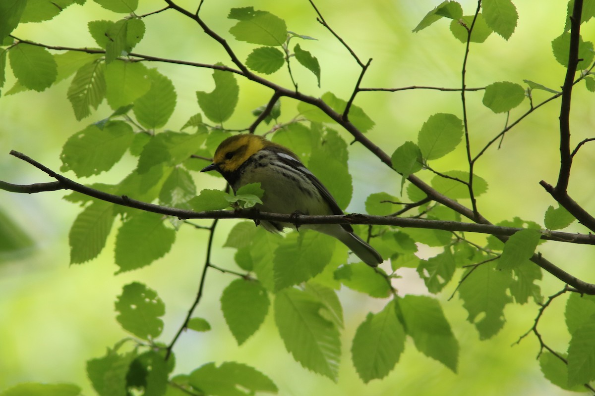 Black-throated Green Warbler - Tammy Conklin