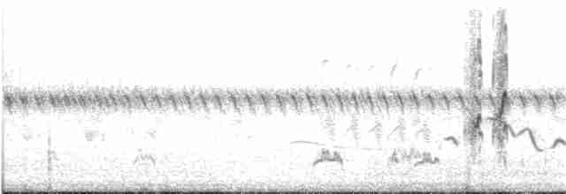 Barn Swallow (White-bellied) - ML95724731