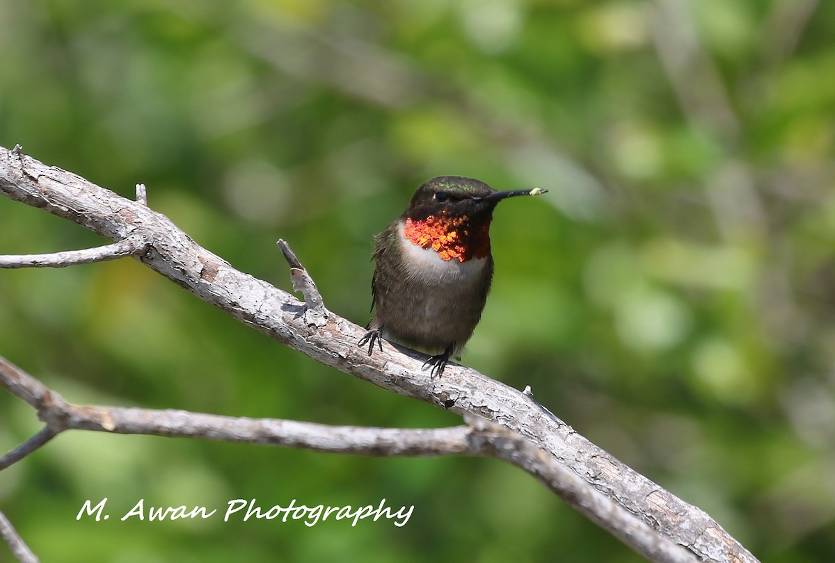 Ruby-throated Hummingbird - Musa Awan