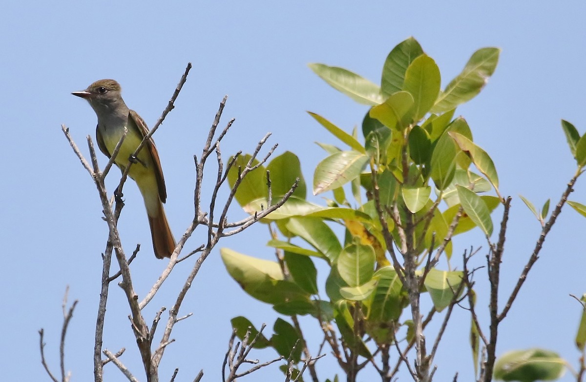 Great Crested Flycatcher - Musa Awan