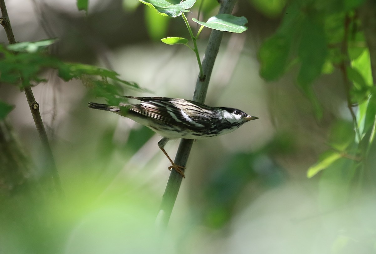 Blackpoll Warbler - Musa Awan