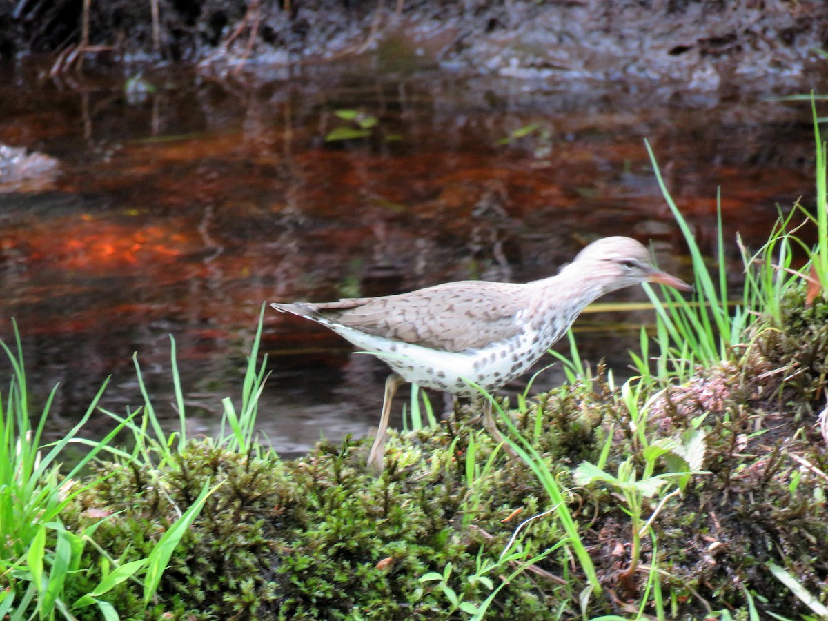 Spotted Sandpiper - Andrew Cameron