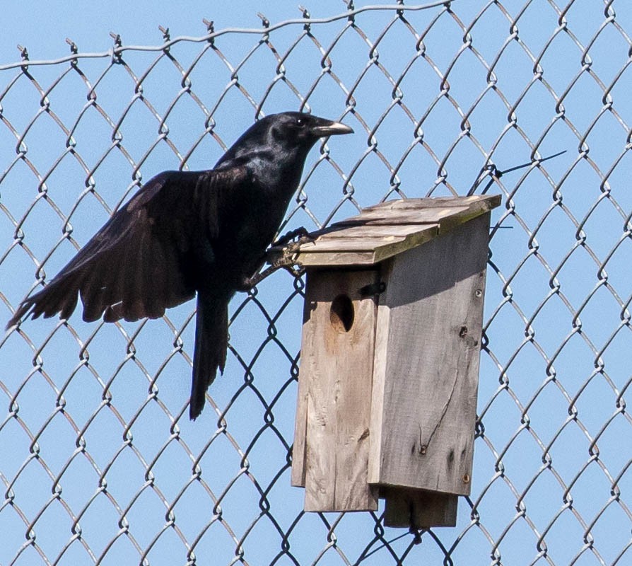 Corvus sp. (crow sp.) - ML95727471