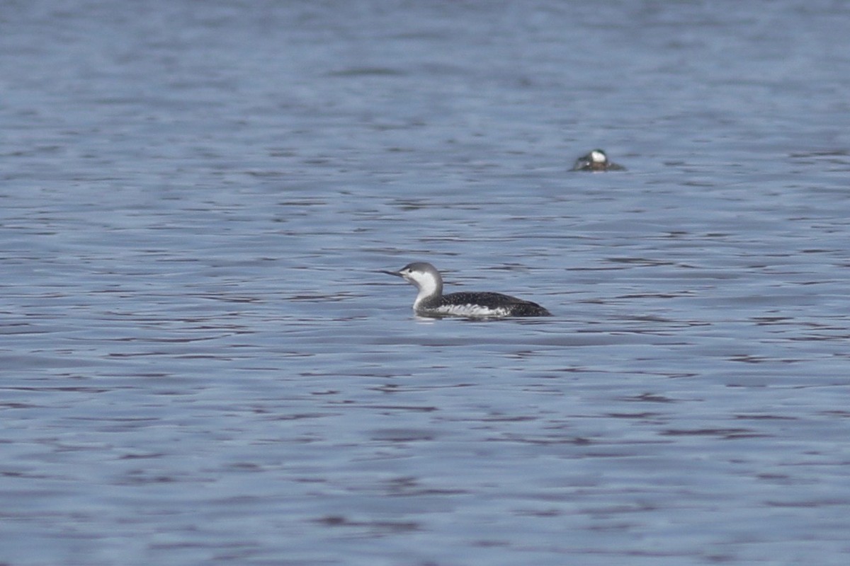 Red-throated Loon - ML95728491