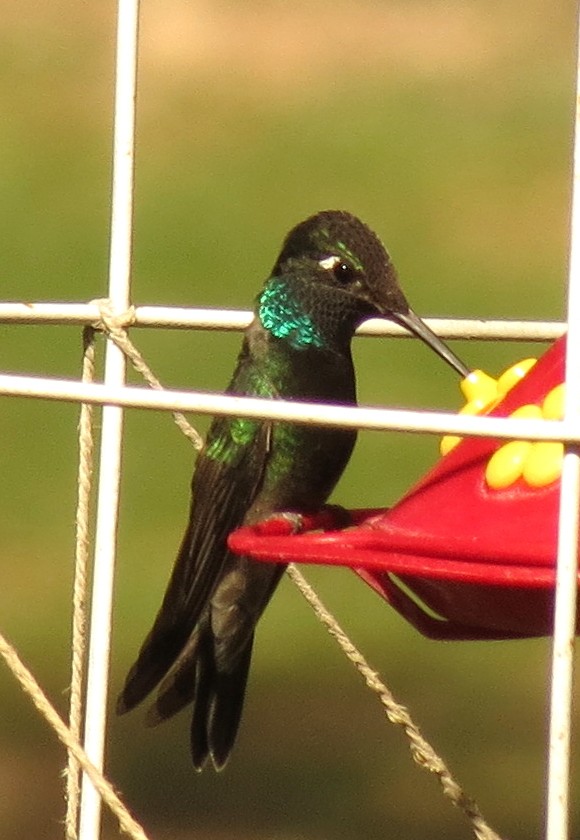Rivoli's Hummingbird - Peter Blancher