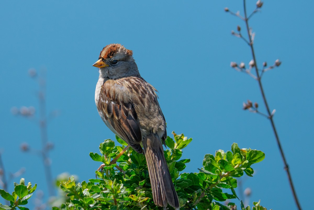 White-crowned Sparrow (nuttalli) - Mark Schulist