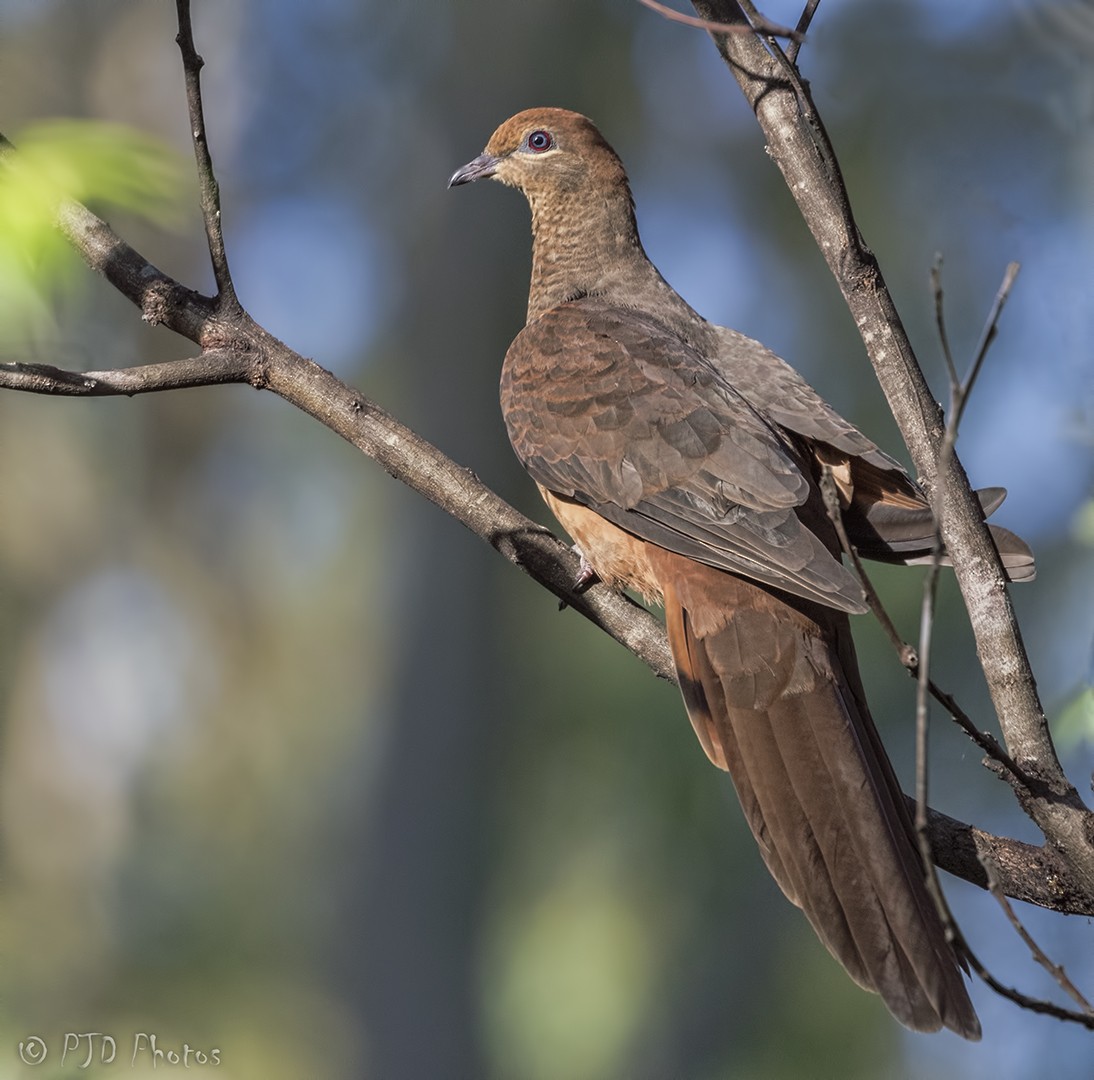 Brown Cuckoo-Dove - ML95733191