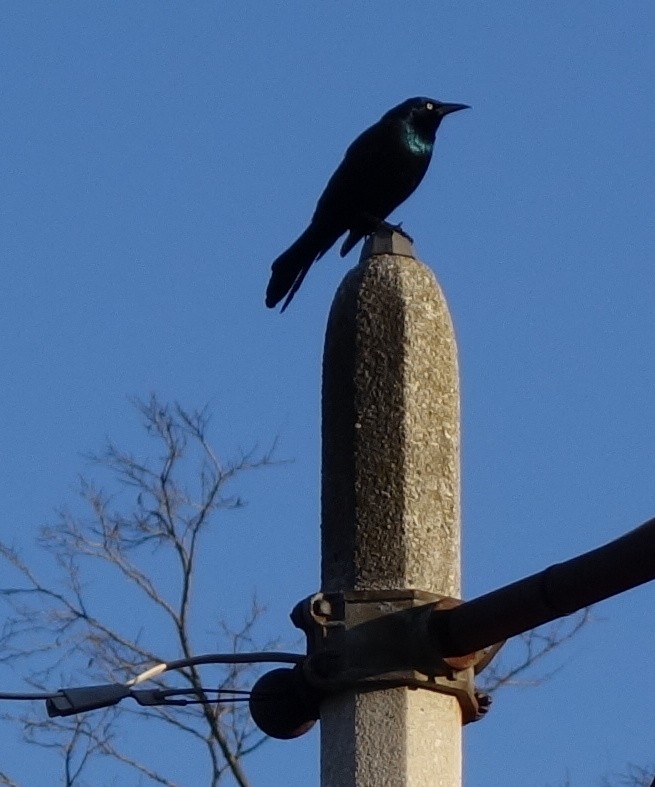 Common Grackle - R O