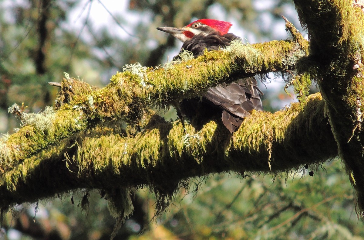 Pileated Woodpecker - ML95739301