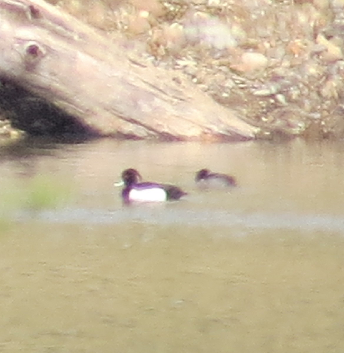 Tufted Duck - ML95740561