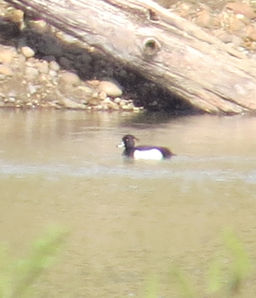 Tufted Duck - ML95740671
