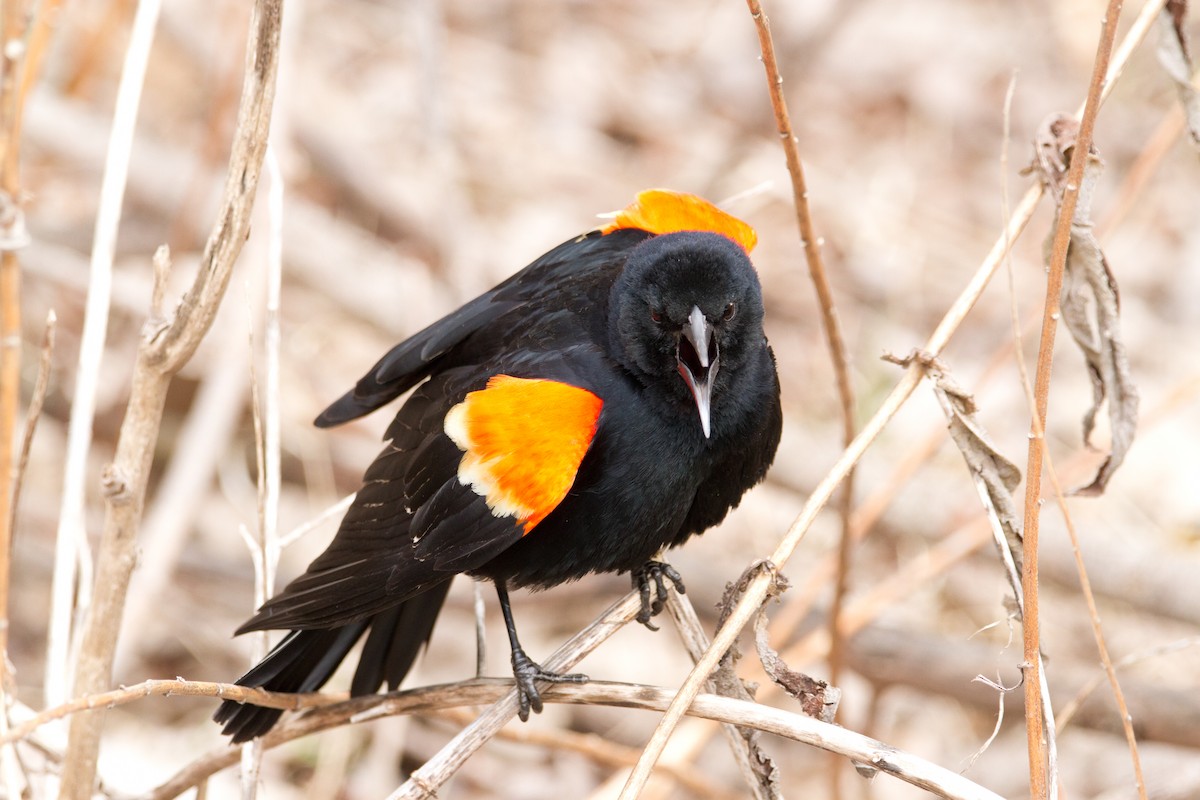 Red-winged Blackbird - Matthew Gasperoni