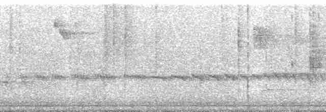 Шама мадагаскарська (підвид inexspectatus) - ML95742