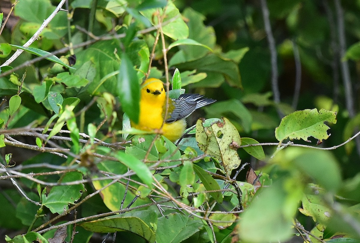 Prothonotary Warbler - JoAnna Clayton