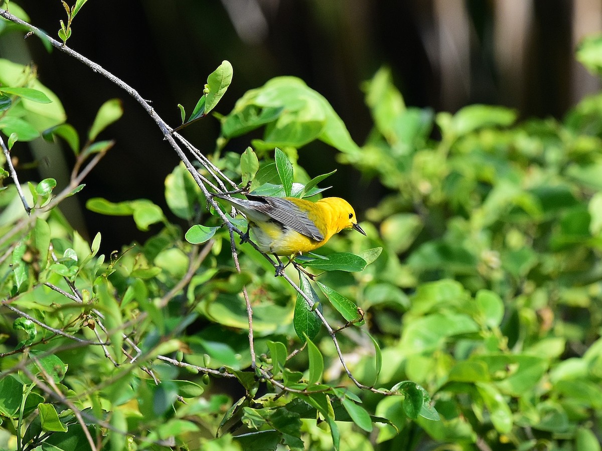 Prothonotary Warbler - JoAnna Clayton