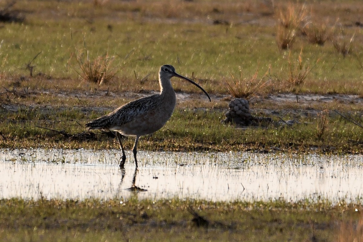 Long-billed Curlew - Ron Duvall