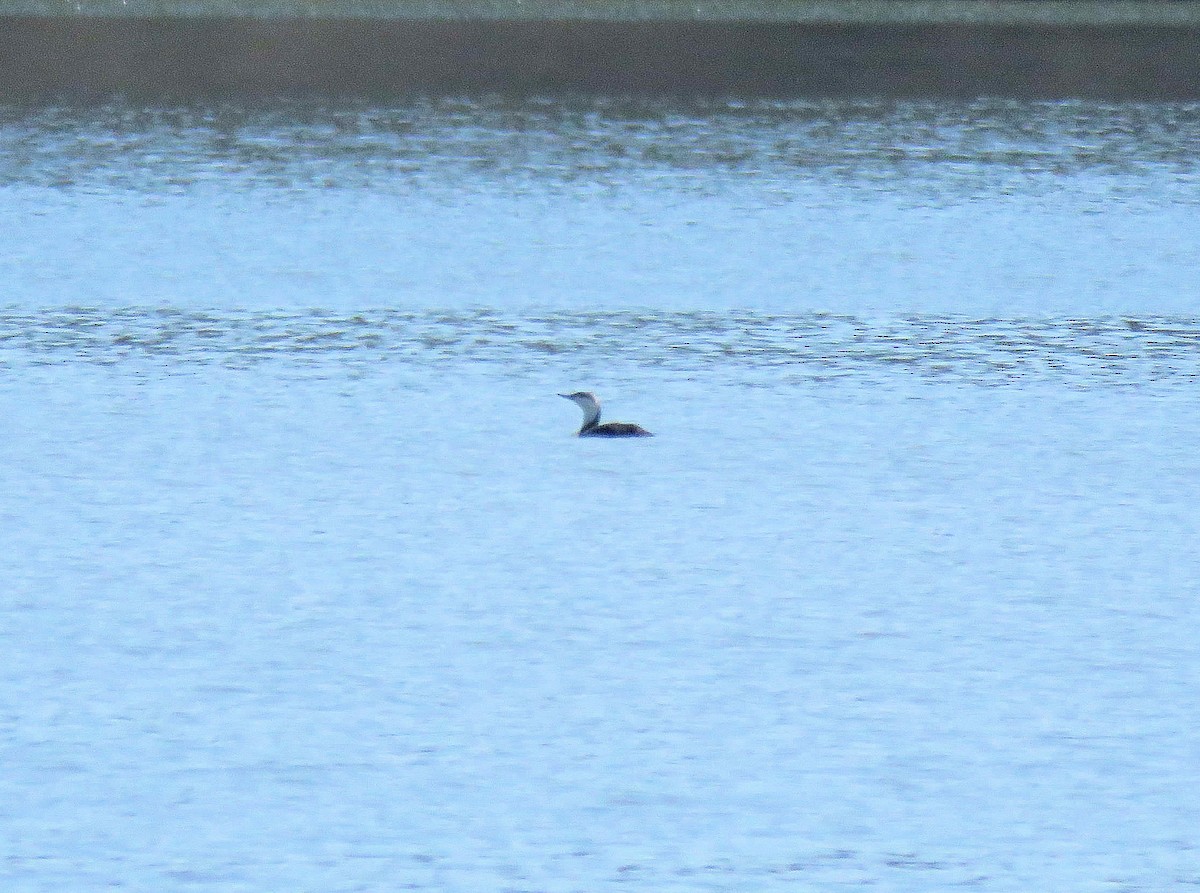 Red-throated Loon - ML95744411