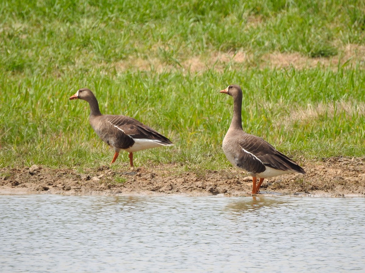 Greater White-fronted Goose - sandy berger