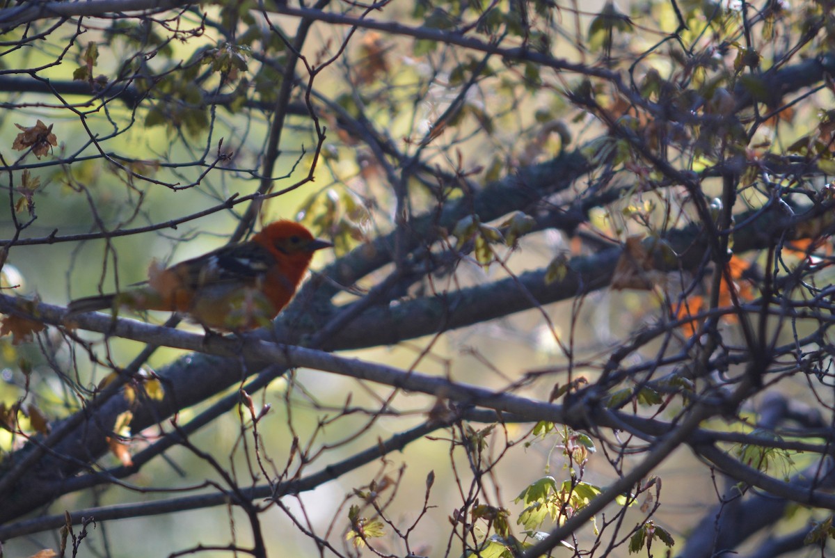 Flame-colored Tanager - George Exum